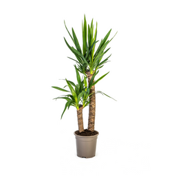 K&k pflanzen Yucca Elephantipes Ø19cm - ↕80cm (4250308315627)