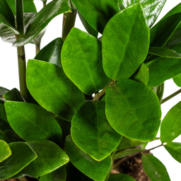 K&k pflanzen Zamioculcas Zamiifolia Ø17cm - ↕40-50cm (4250308316372)
