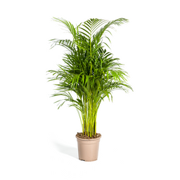 K&k pflanzen Dypsis Areca Lutescens Ø21cm - ↕110cm (4250308314989)