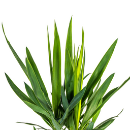K&k pflanzen Yucca Elephantipes Ø19cm - ↕80cm (4250308315627)