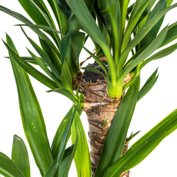 K&k pflanzen Yucca Elephantipes Ø19cm - ↕80cm (4250308315627)