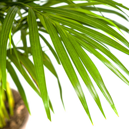 K&k pflanzen Dypsis Areca Lutescens Ø21cm - ↕110cm (4250308314989)