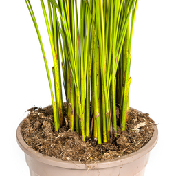 K&k pflanzen Dypsis Areca Lutescens Ø21cm - ↕110cm (4250308314989)