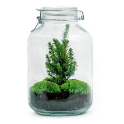 Urbanjngl DIY terrarium - Jar Christmas - ↕ 28 cm (8719327599822)