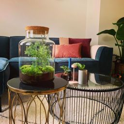 Urbanjngl DIY terrarium - Jar Christmas - ↕ 28 cm (8719327599822)