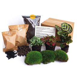 Urbanjngl Planten terrarium pakket - DIY - Calathea Makoyana - Navulling & Startpakket - Package 2 (8720872020556)