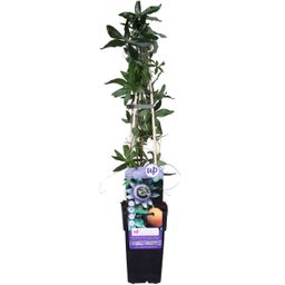 Hoogeveen Passiflora Blauw caerulea - Ø15cm - ↕65cm (8712044839097)
