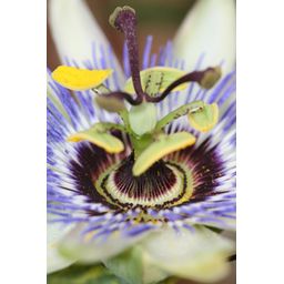 Hoogeveen Passiflora Blauw caerulea - Ø15cm - ↕65cm (8712044839097)