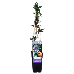 Hoogeveen Passiflora Blauw caerulea - Ø15cm - ↕65cm (8712044839097)