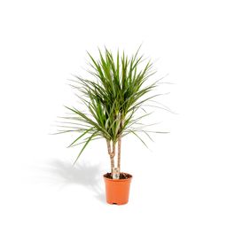 Everyplants Dracaena Marginata - Ø17cm - ↕90cm (8720634280181)