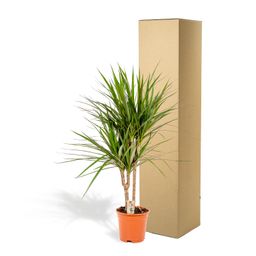 Everyplants Dracaena Marginata - Ø17cm - ↕90cm (8720634280181)