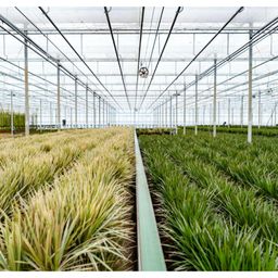 Everyplants Dracaena Marginata - Ø17cm - ↕90cm (8720634280181)