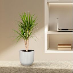 Everyplants Dracaena Marginata - Ø17cm - ↕90cm (8720634280181)