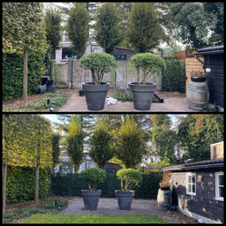 Hedge to go Klipjes - 100x (8718868535283)