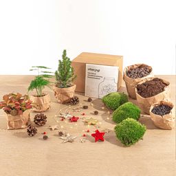 Urbanjngl Planten terrarium pakket - Mini-kerstboom - 3 planten -  Navulling & Startpakket - DIY Christmas (23439)