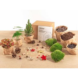 Urbanjngl Planten terrarium pakket - Mini-kerstboom - 3 planten -  Navulling & Startpakket - DIY Christmas (23439)