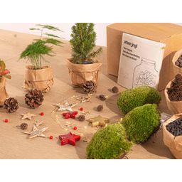 Urbanjngl Planten terrarium pakket - Mini-kerstboom - 3 planten -  Navulling & Startpakket - DIY Christmas (23439)