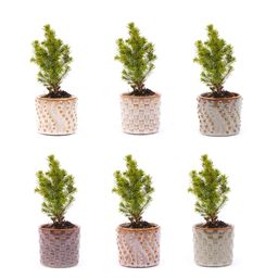 Urbanjngl Mini-kerstboom set 6 - Inclusief pot set Madrid - Draadverlichting met 20 led-lampjes (8720872023427)