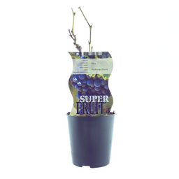 Meergroothandel Vitis Boskoop Glory (Blauwe druif) - Ø12cm - ↕30cm (27300)
