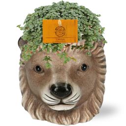 Meergroothandel Pilea Glauca - Ø11cm - ↕15cm + Planter Leeuw D11/13x10cm - Bruin (42539)