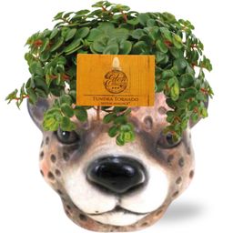 Meergroothandel Sedum Tornado - Ø11cm - ↕15cm + Planter Luipaard D12x9,5cm - Bruin (42567)