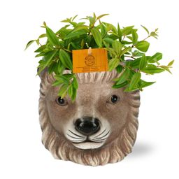 Meergroothandel Peperomia Ang. Rocca Vivace - Ø11cm - ↕15cm + Planter Leeuw D11/13x10cm - Bruin (42541)