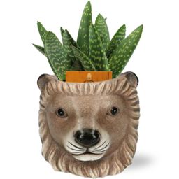 Meergroothandel Aloe Paradisicum - Ø10,5cm - ↕15cm + Planter Leeuw D11/13x10cm - Bruin (42540)