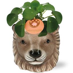 Meergroothandel Pilea Peperomioides - Ø11cm - ↕15cm + Planter Leeuw D11/13x10cm - Bruin (42536)