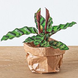 Urbanjngl Planten terrarium pakket Calathea Lancifolia - Navulling & Startpakket- DIY (14654)