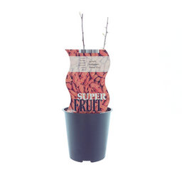 Meergroothandel Lycium Sweet Goji (Gojibes) - Ø12cm - ↕30cm (27290)