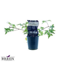 Meergroothandel Rubus Thornless Evergreen (Doornloze braam) - Ø12cm - ↕30cm (27310)