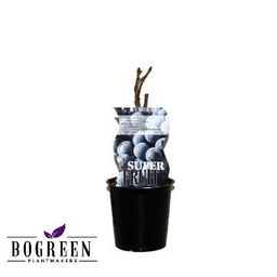 Meergroothandel Vitis Frankenthaler (Blauwe druif) - Ø12cm - ↕30cm (27314)