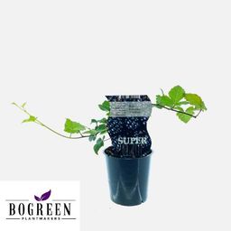 Meergroothandel Rubus Thornfree (Doornloze braam) - Ø12cm - ↕30cm (27332)