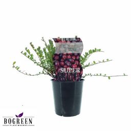 Meergroothandel Vaccinium Early Black (Cranberry) - Ø12cm - ↕20cm (27316)