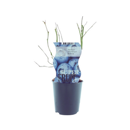 Meergroothandel Vaccinium Bluecrop (Blauwe bes) - Ø12cm - ↕30cm (27330)