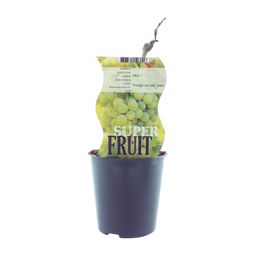 Meergroothandel Vitis Vroege Van Der Laan (Witte druif) - Ø12cm - ↕30cm (27312)