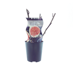 Meergroothandel Ficus Brown Turkey (Vijg) - Ø12cm - ↕30cm (27340)