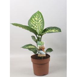 Meergroothandel Dieffenbachia Tropic Snow - Ø17cm - ↕60cm (32416)