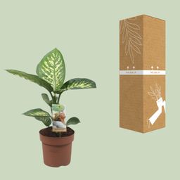 Meergroothandel Dieffenbachia Tropic Snow - Ø17cm - ↕60cm (32416)