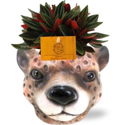 Meergroothandel Peperomia Caperata Rosso - Ø11cm - ↕15cm + Planter Luipaard D12x9,5cm - Bruin (42569)