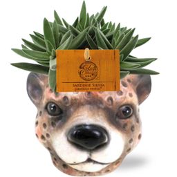 Meergroothandel Crassula Tenelli - Ø11cm - ↕15cm + Planter Luipaard D12x9,5cm - Bruin (42571)