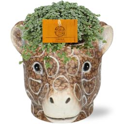 Meergroothandel Pilea Glauca - Ø11cm - ↕15cm + Planter Giraf D11/14x11cm - Bruin (42500)