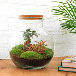 Urbanjngl DIY terrarium - Teddy bonsai - ↕ 26,5 cm - Normal (8720726958417)