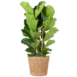 E-flora Ficus Lyrata XL met Torun mand - 140cm - Ø27 (44878)