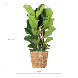 E-flora Ficus Lyrata XL met Torun mand - 140cm - Ø27 (44878)