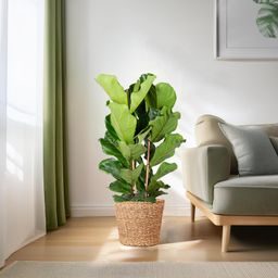 E-flora Ficus Lyrata XL met Torun mand - 140cm - Ø27 (44878)