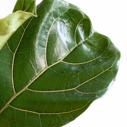 E-flora Ficus Lyrata XL met Torun mand - 140cm - Ø27 (44878)