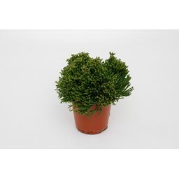 Meergroothandel Hatiora Salicorniodes - Ø12cm - ↕15cm (32547)