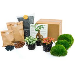 Urbanjngl Planten terrarium pakket - Ficus Ginseng bonsai - Navulling & Startpakket- DIY (8720872021539)