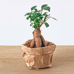 Urbanjngl Planten terrarium pakket - Ficus Ginseng bonsai - Navulling & Startpakket- DIY (8720872021539)